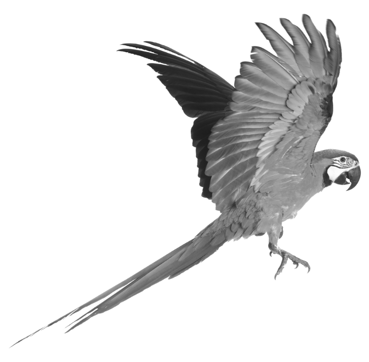 meavc scientific program image parrot