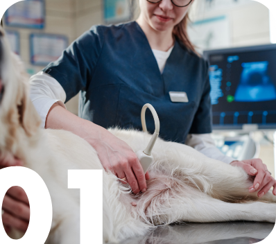 Abdominal Ultrasound in canine & feline patients