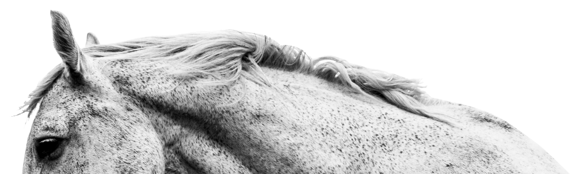 Meavc white horse