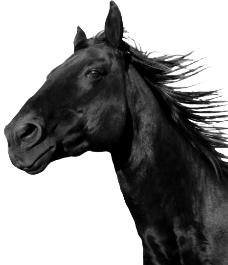 meavc black horse