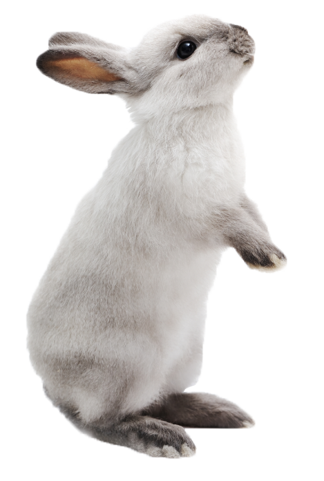 meavc white rabbit