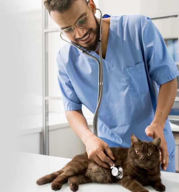 veterinarian checking a cat